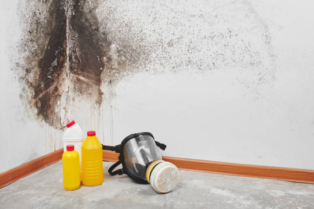Best Preventive Mold Services in Oberlin, KS
