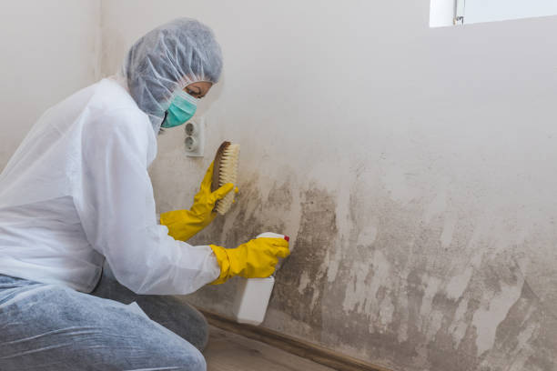 Best Mold Testing and Inspection Services in Oberlin, KS
