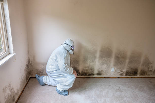 Best Localized Mold Remediation (e.g., coastal areas, humid climates) in Oberlin, KS